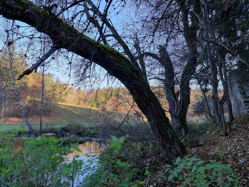 Blick auf einen Baum vor dem Hasenbach bei Schloss Ehrenfels.